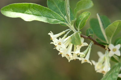 Family Elaeagnaceae - Oleasters