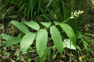 False Solomon's Seal (Maianthemum racemosum)
