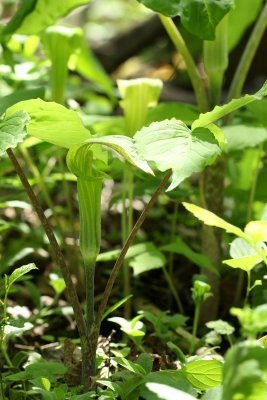 Jack-in-the-Pulpit (Arisaema triphyllum)