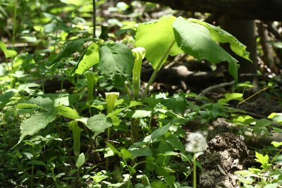 Jack-in-the-Pulpit (Arisaema triphyllum)