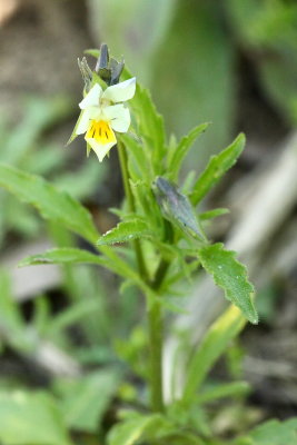 European Field Pansy (Viola arvensis)