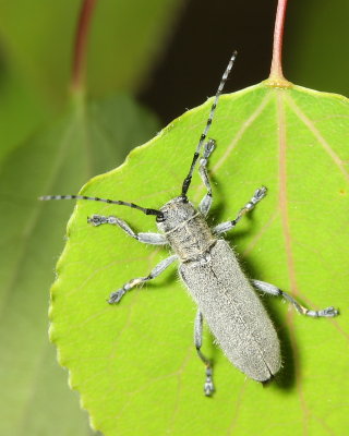 Saperda inornata (Lamiinae)