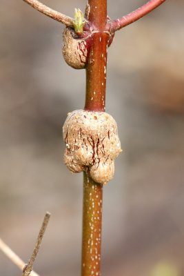 Dogwood gall