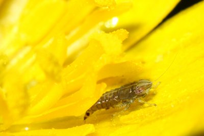 Leafhopper nymph