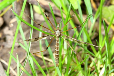 Epiphragma fasciapenne