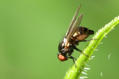 Family Agromyzidae - Leaf Miner Flies