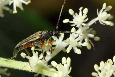 Analeptura lineola (Lepturinae)