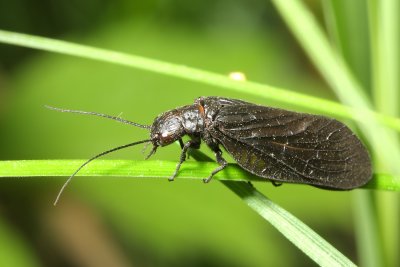 Family Sialidae - Alderflies