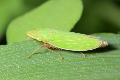 Draeculacephala robinsoni (Cicadellinae)