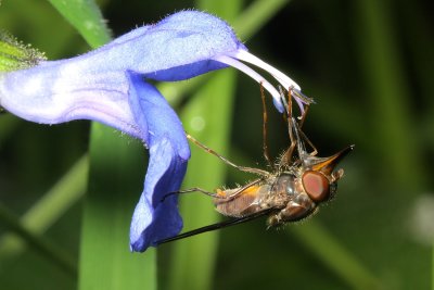 Flower Fly, Rhingia sp. (Syrphidae)