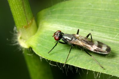 Picture-winged Fly (Ulidiidae)