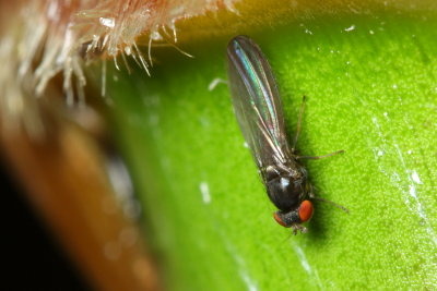 Vinegar Fly (Drosophilidae)