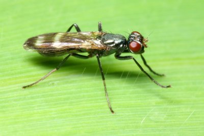 Picture-winged Fly (Ulidiidae)
