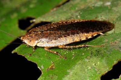 Forest Roach, Epilampra sp. (Blaberidae: Epilamprinae)
