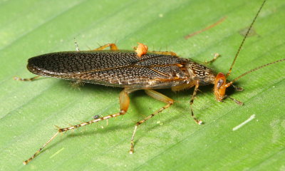 Forest Roach, Euphyllodromia sp. (Ectobiidae: Pseudophyllodromiinae)