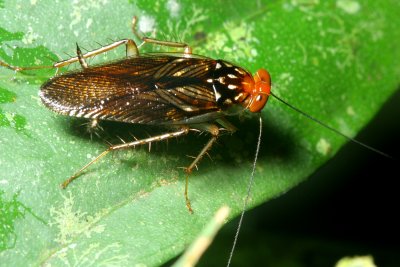Forest Roach, Euphyllodromia sp. (Ectobiidae: Pseudophyllodromiinae)