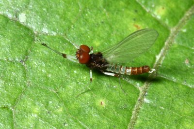 Prong-gilled Mayfly (Leptophlebiidae)