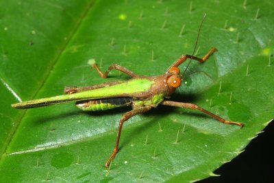 Grouse Locust, Scaria producta (Tetrigidae)