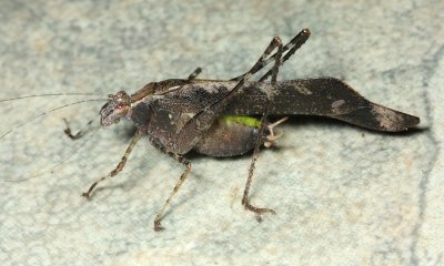 False Katydid, Theia sp. (Tettigoniidae: Phaneropterinae)