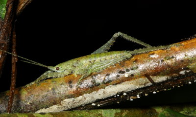 Katydid, Acanthodis sp. (Tettigoniidae: Pseudophyllinae)