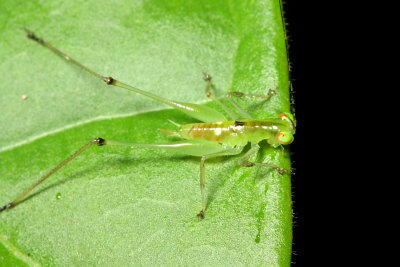 Katydid, Phlugiola sp. (Tettigoniidae: Meconematinae)
