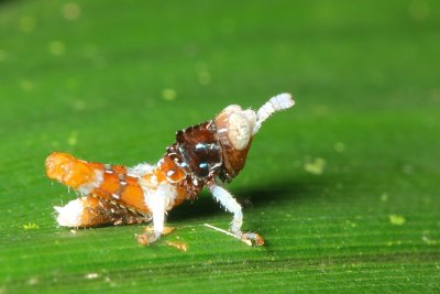 Orthoptera of Tiputini, Ecuador