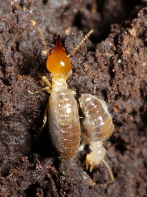 Silvestritermes sp. (Termitidae)