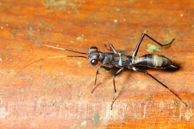 Mantis nymph, Mantoida sp. (Mantoididae)