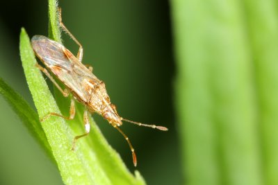 Family Lygaeidae - Seed Bugs