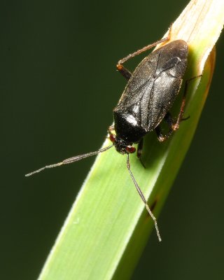 Capsus ater (Mirinae)