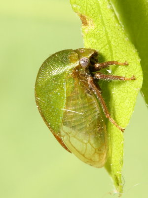 Ceresa lutea