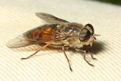 Hybomitra nuda