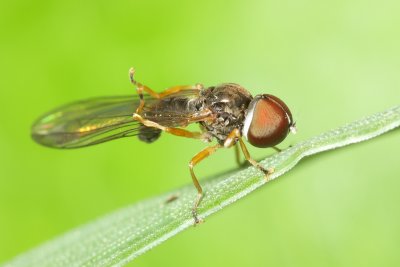 Big-headed Fly (Pipunculus sp.), family Pipunculidae