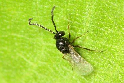 Figitid Wasp (Eucoilinae)