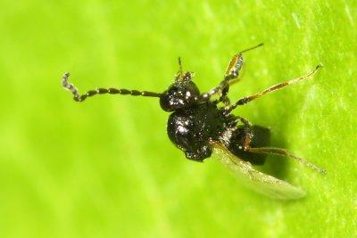 Figitid Wasp (Eucoilinae)