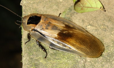 Giant Forest Roach, Blaberus giganteus (Blaberidae: Blaberinae)