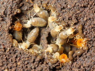 Armitermes sp. (Termitidae)