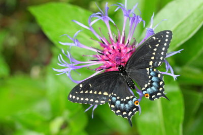 Order Lepidoptera - Butterflies and Moths