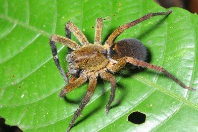 Wandering Spider, Ctenus sp. (Ctenidae)