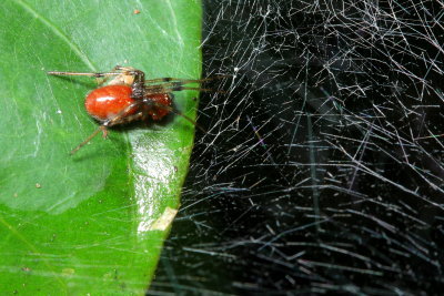 Social Spider, Anelosimus eximus (Theridiidae)