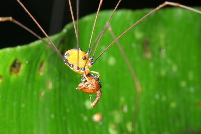 Arachnids of Ecuador: Tiputini
