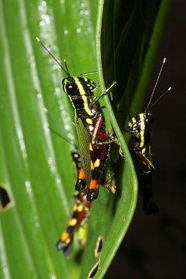 Grasshopper, Tetrataenia surinama (Acrididae)