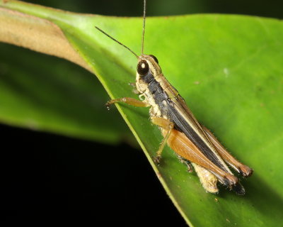 Grasshopper, Orphulella concinnula (Acrididae)
