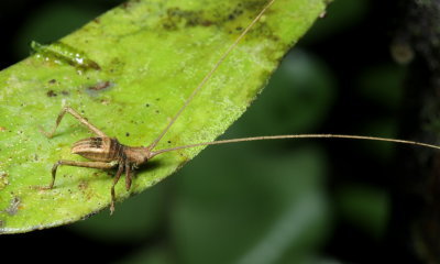 Dead-leaf Katydid, Typohyllum sp. (Tettigoniidae: Pterochrozinae)