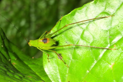 Katydid nymph (Tettigoniidae)