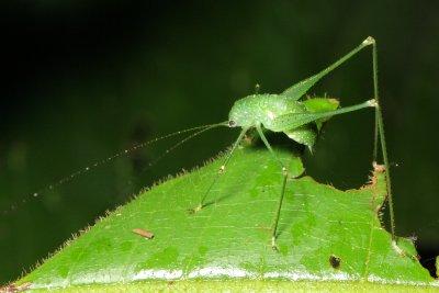 Katydid nymph (Tettigoniidae)