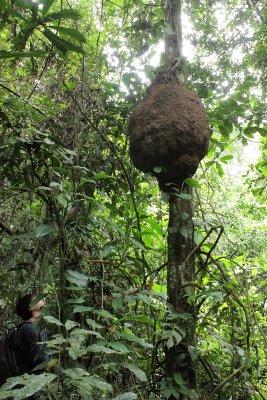 Termite nest (Termitidae)