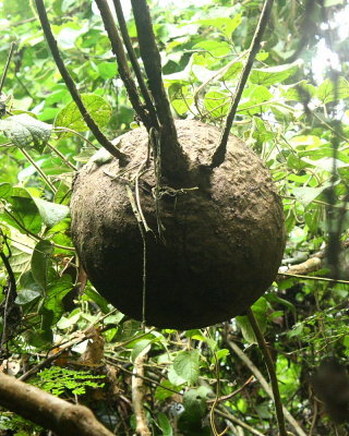 Termite nest (Termitidae)