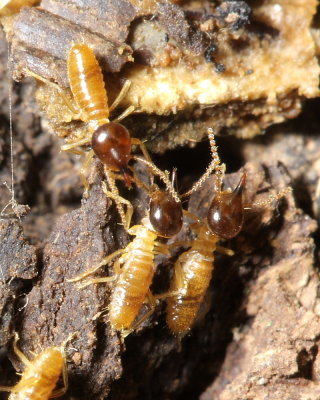 Nasutitermes sp. (Termitidae)