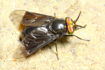 Chrysops carbonarius